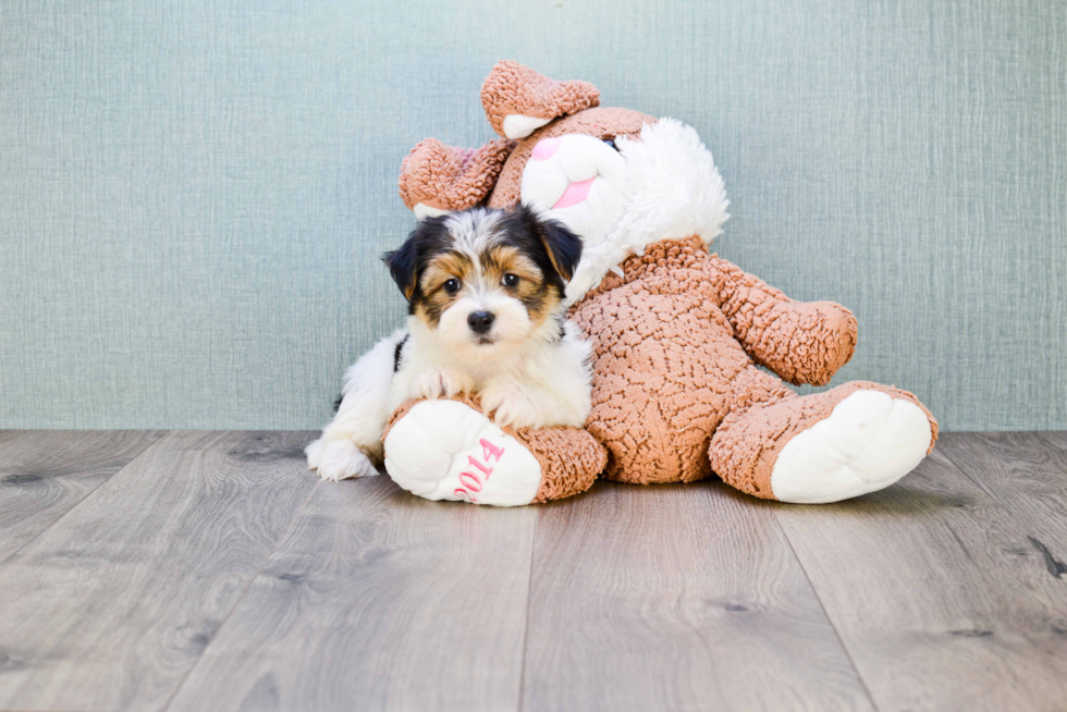 Best Morkie Baby