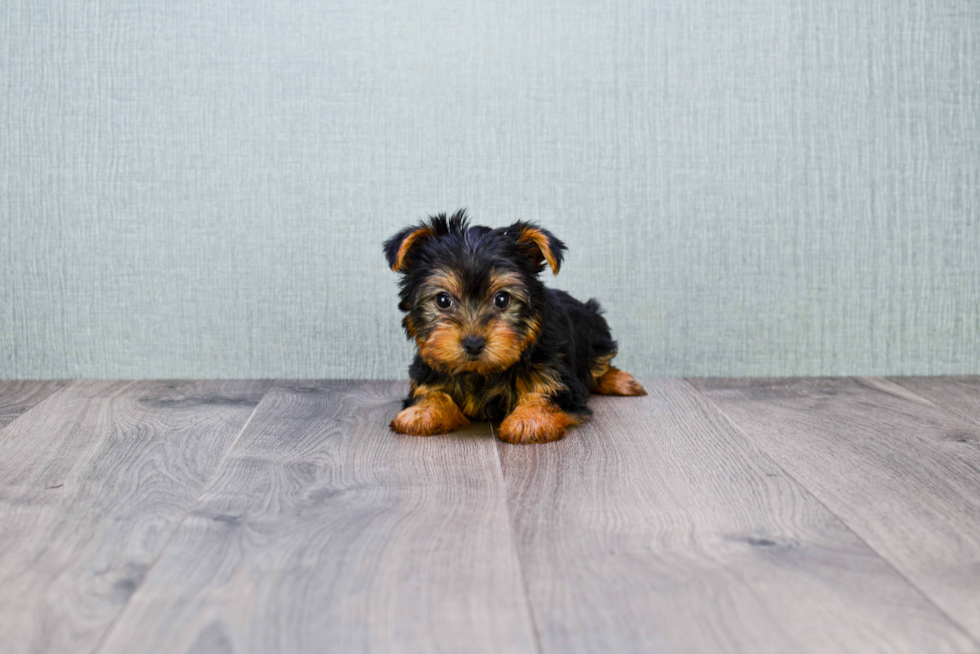 Meet Anthony - our Yorkshire Terrier Puppy Photo 