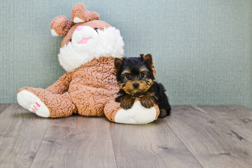 Meet Tinkerbell - our Yorkshire Terrier Puppy Photo 