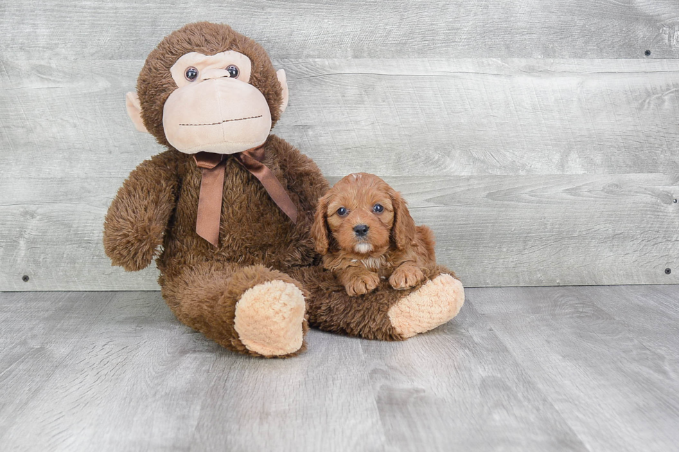 Adorable Cavoodle Poodle Mix Puppy