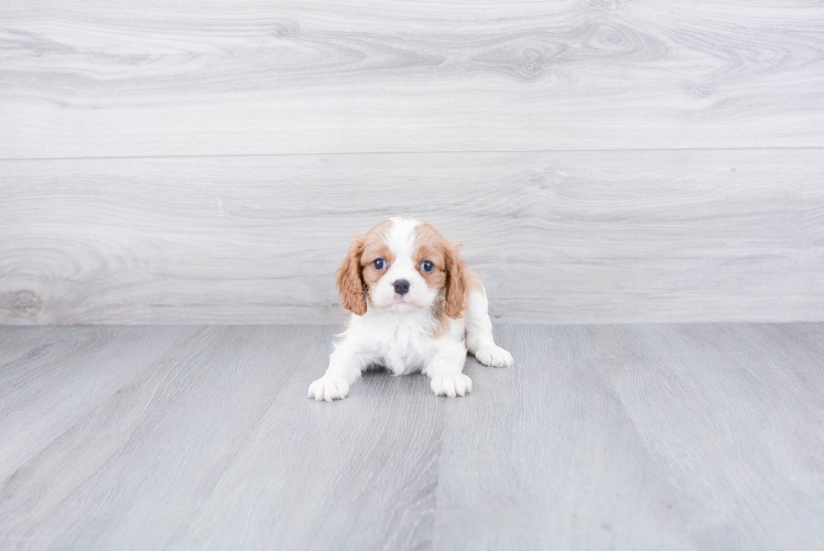 Best Cavalier King Charles Spaniel Baby