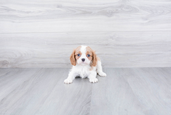 Best Cavalier King Charles Spaniel Baby