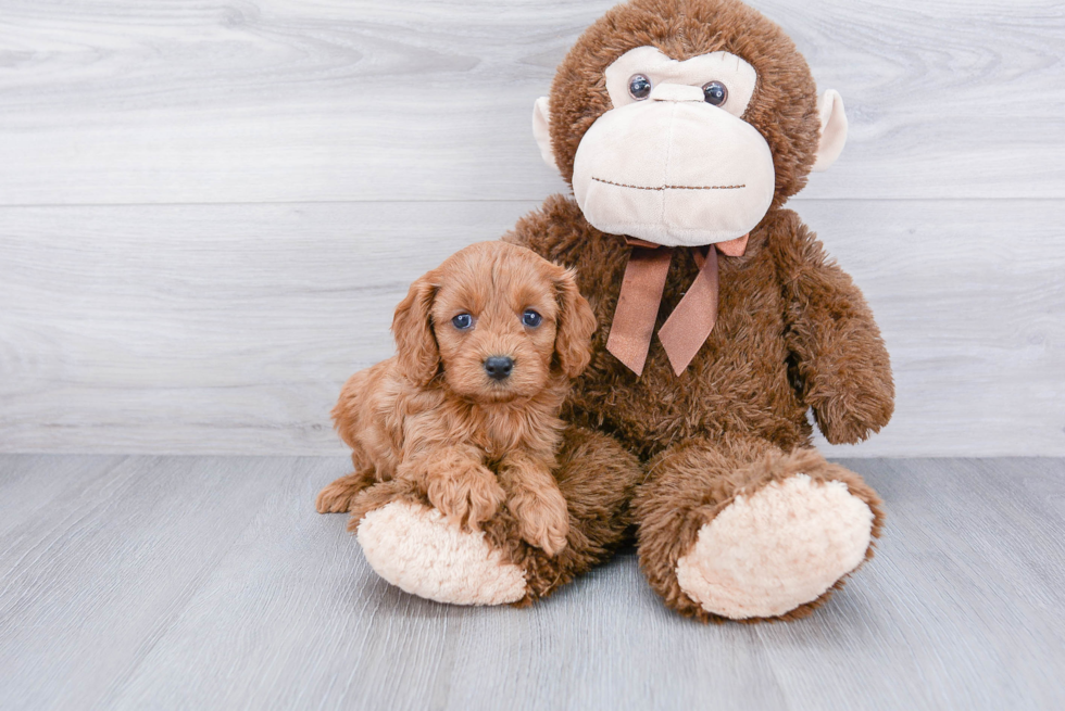 Best Cavapoo Baby