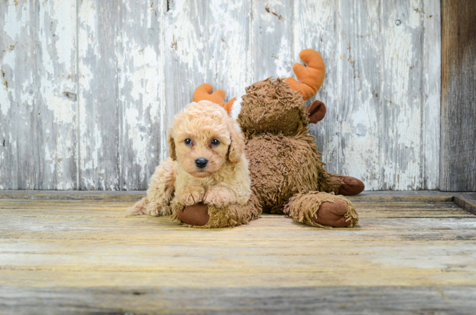 Friendly Cavapoo Baby