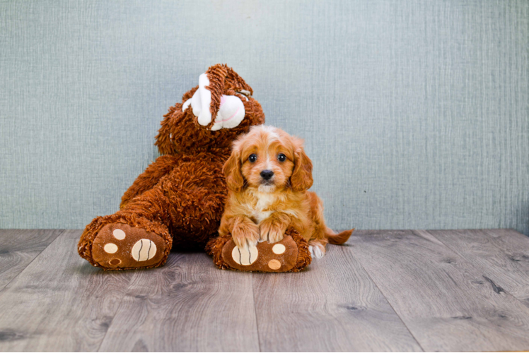 Funny Cavapoo Poodle Mix Pup