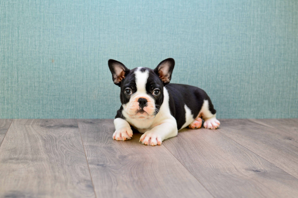 French Bulldog Pup Being Cute