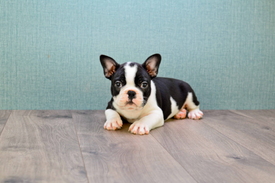 French Bulldog Pup Being Cute