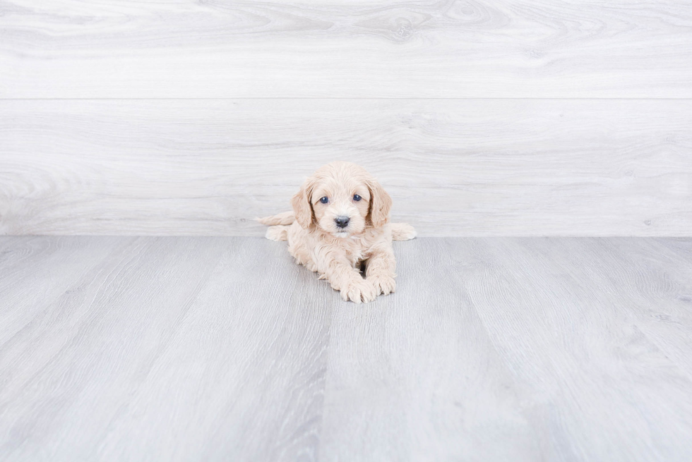 Cute Cavapoo Baby