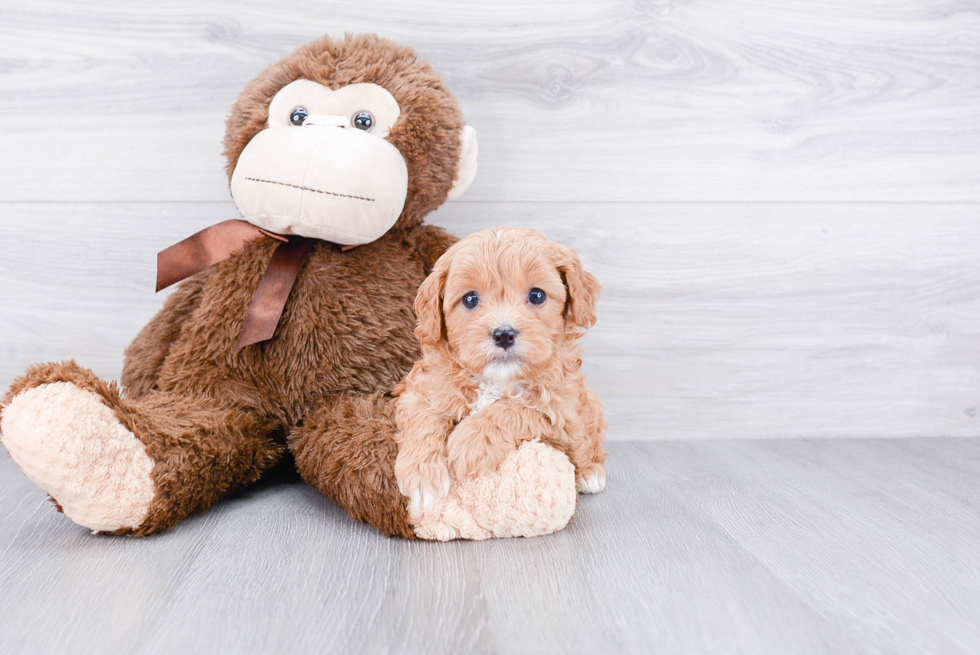 Cute Cavapoo Baby