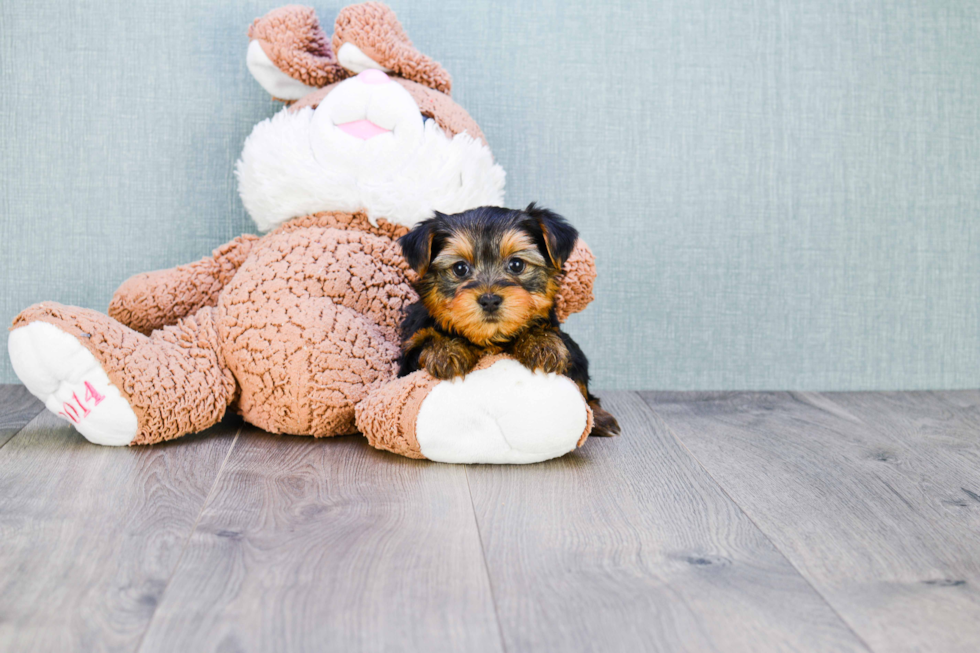 Meet Goldie - our Yorkshire Terrier Puppy Photo 