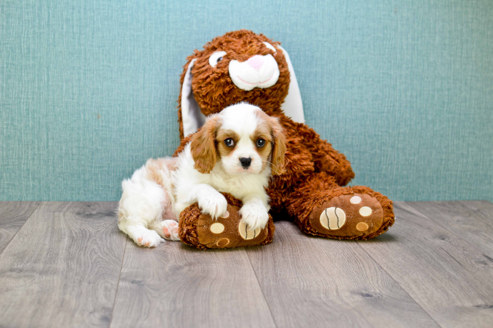 Cavalier King Charles Spaniel Puppy for Adoption