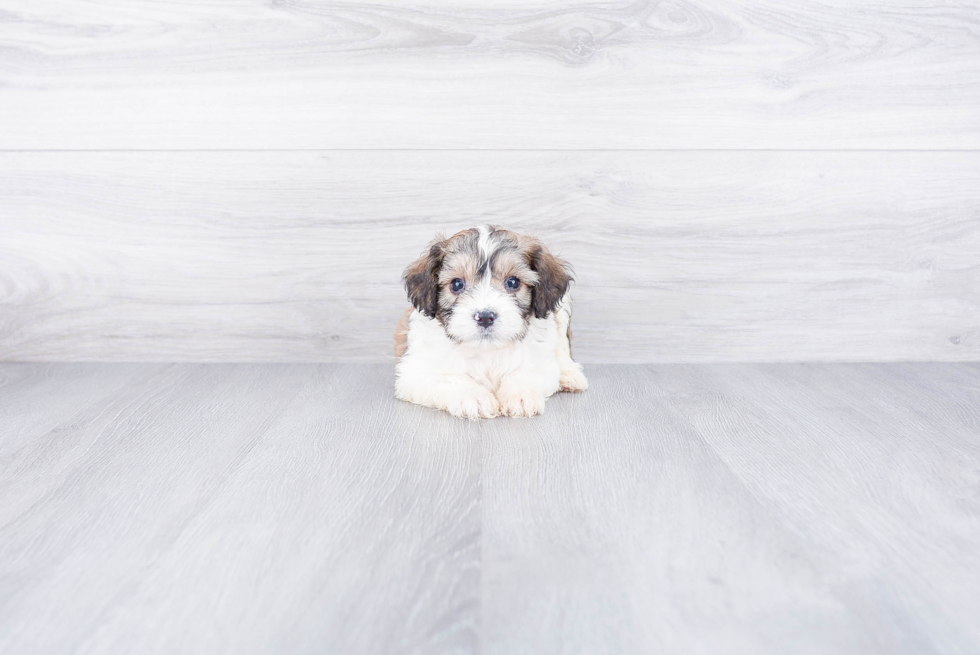 Cute Cavachon Baby