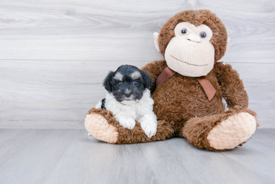 Maltipoo Puppy for Adoption