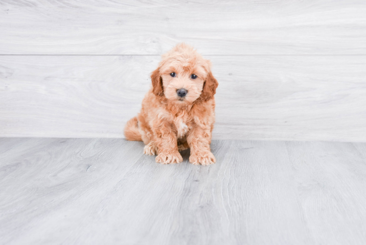 Best Mini Goldendoodle Baby