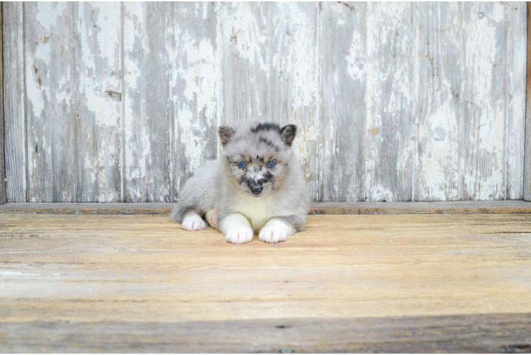 Happy Pomsky Baby