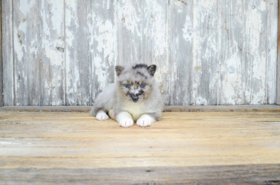 Happy Pomsky Baby