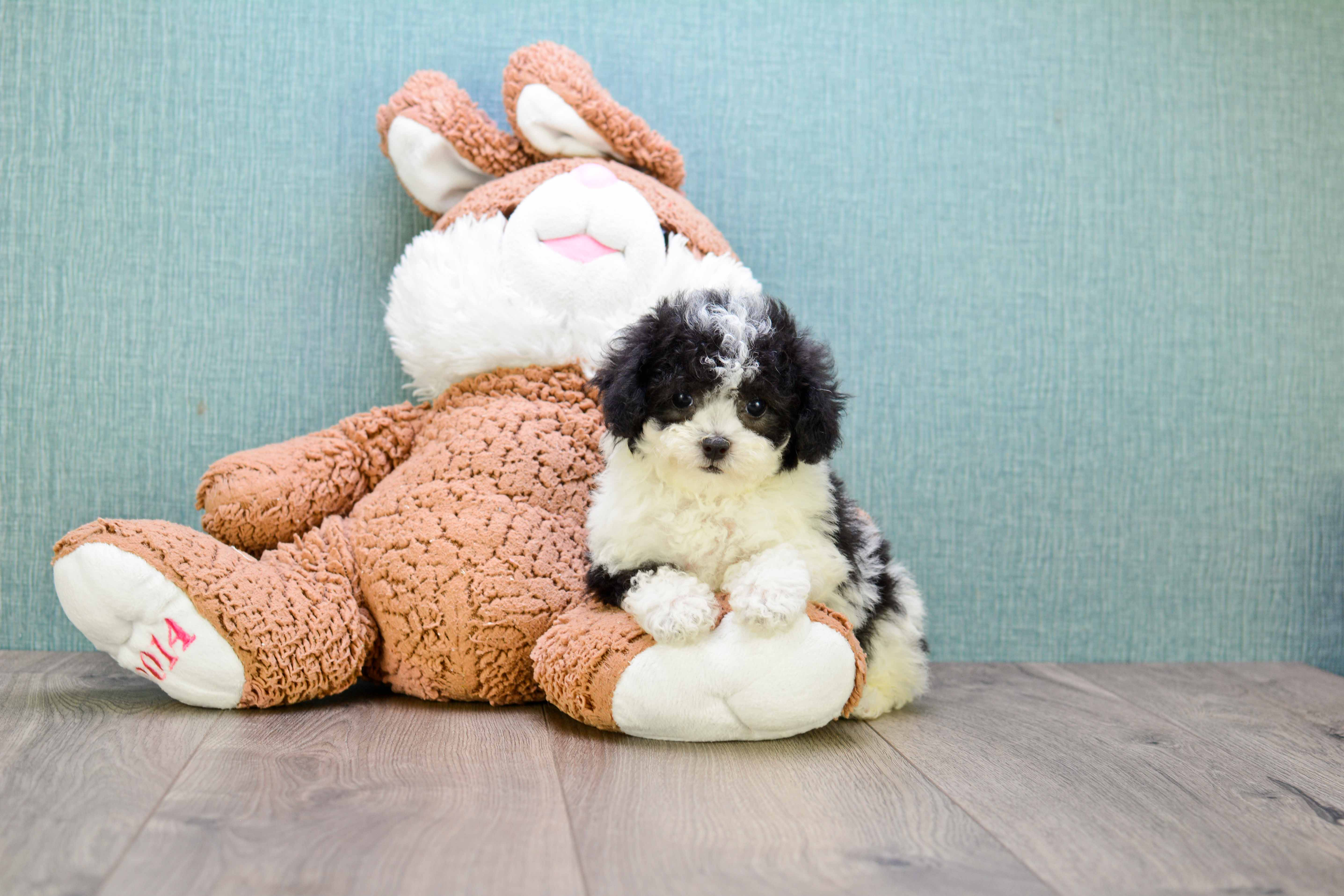 Best Poodle Baby