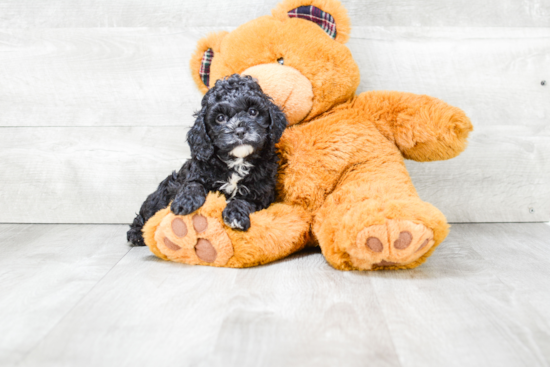 Friendly Cavapoo Baby