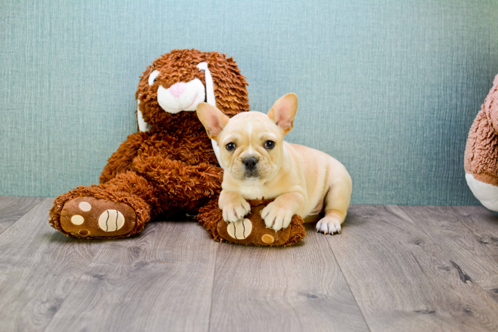 Best French Bulldog Baby