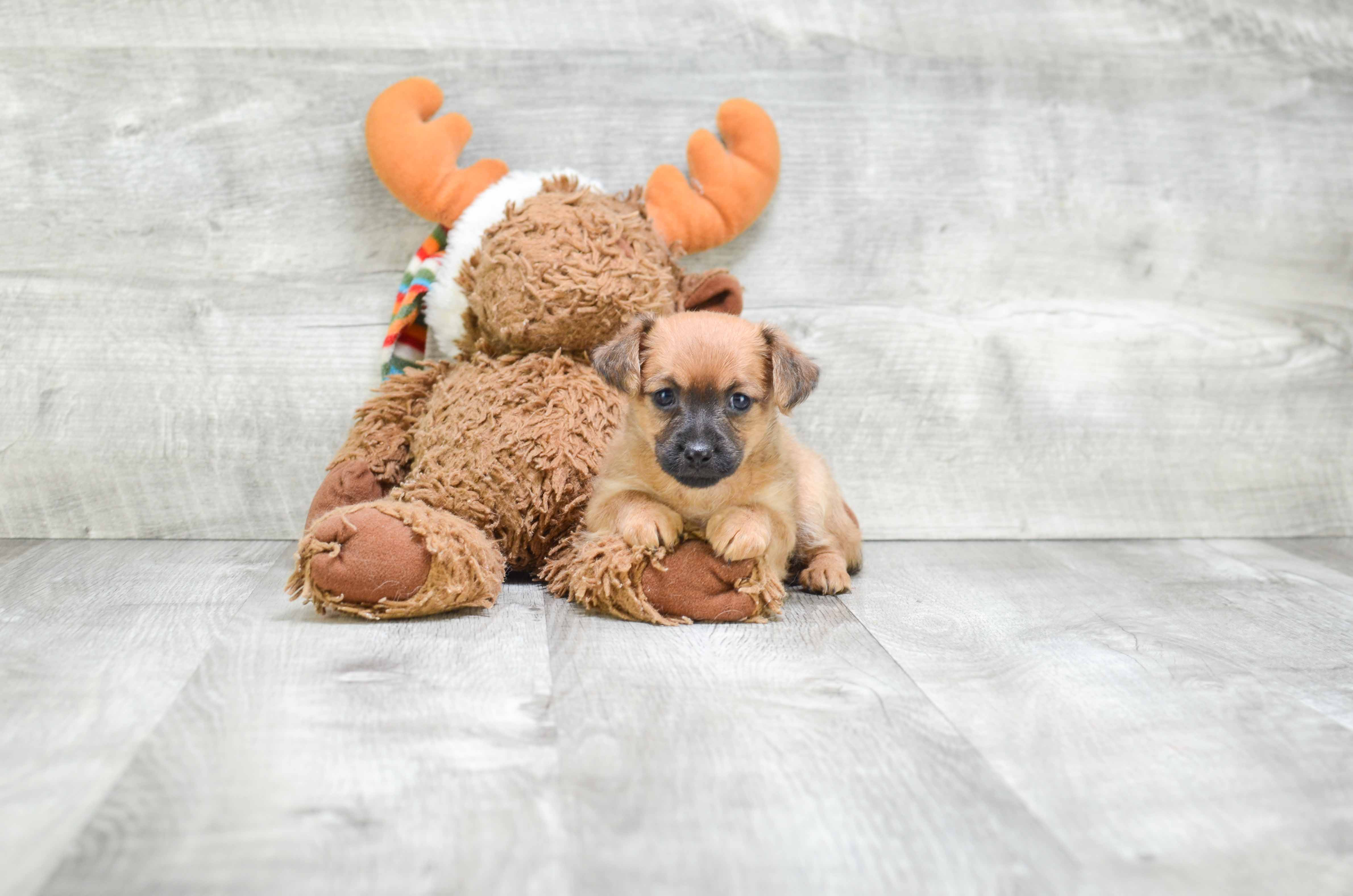 Adorable Yorkie Designer Puppy