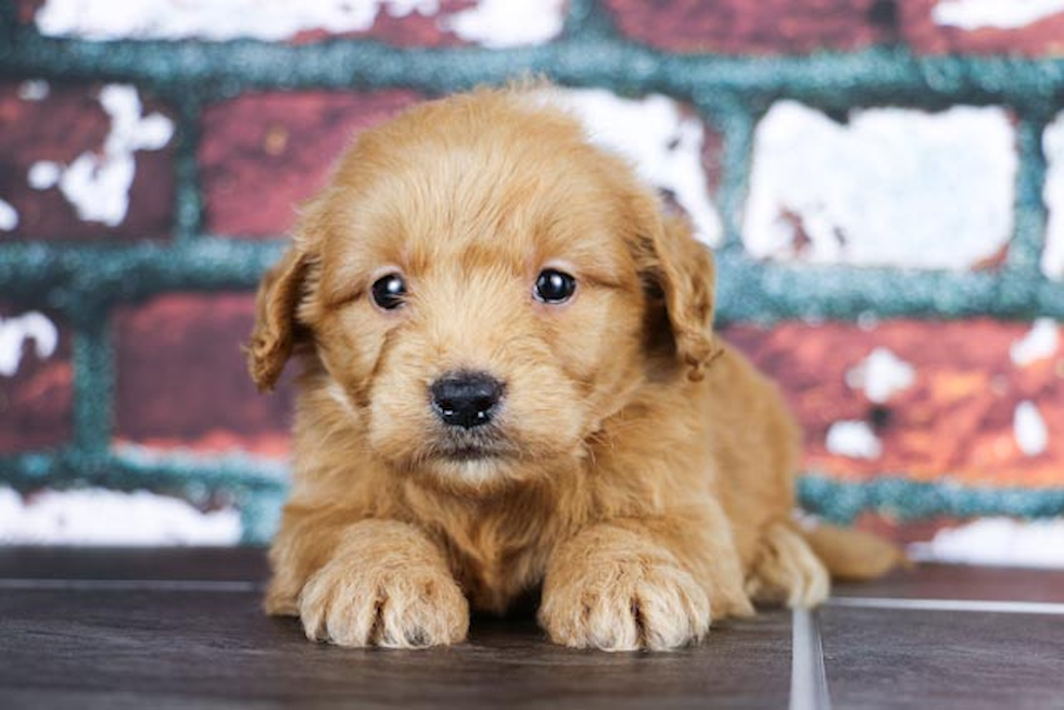 Best Mini Goldendoodle Baby