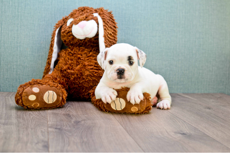 Cute English Bulldog Mix Puppy