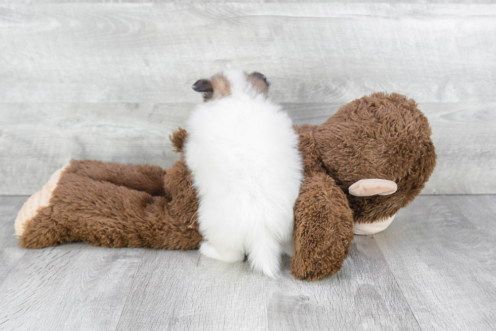 Playful Pomeranian Baby