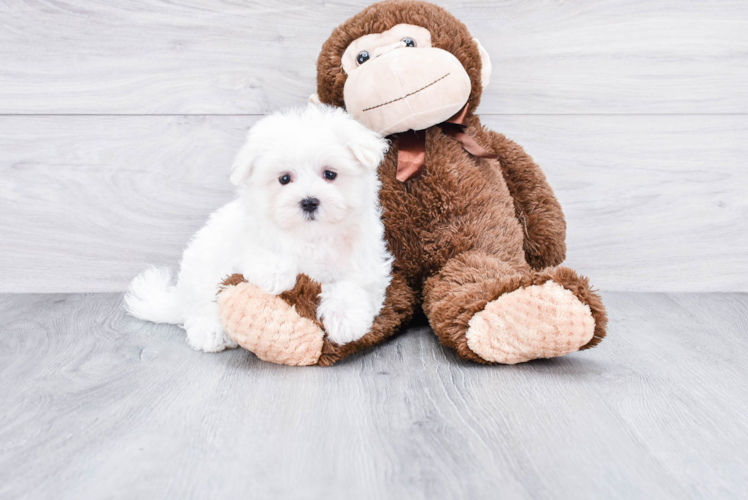 Sweet Maltese Purebred Puppy