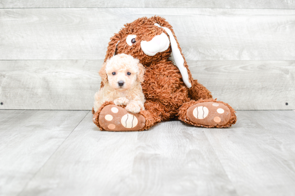 Poodle Pup Being Cute