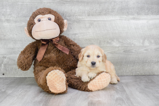 Best Mini Goldendoodle Baby