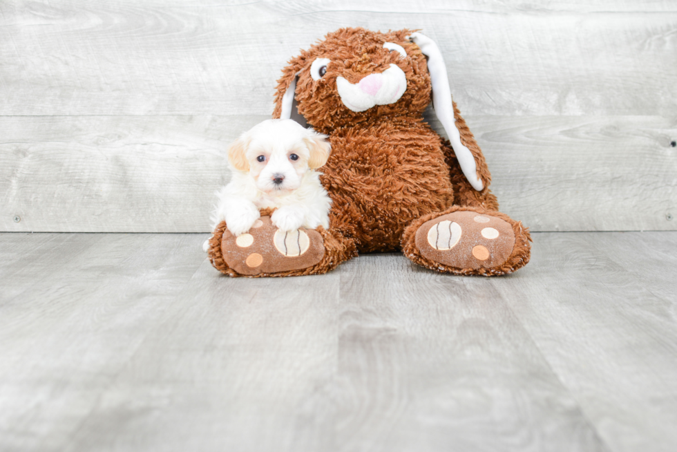 Maltipoo Puppy for Adoption