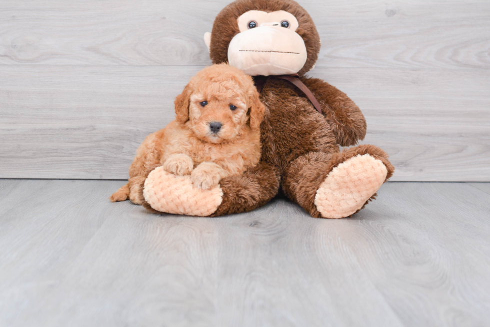 Mini Goldendoodle Puppy for Adoption