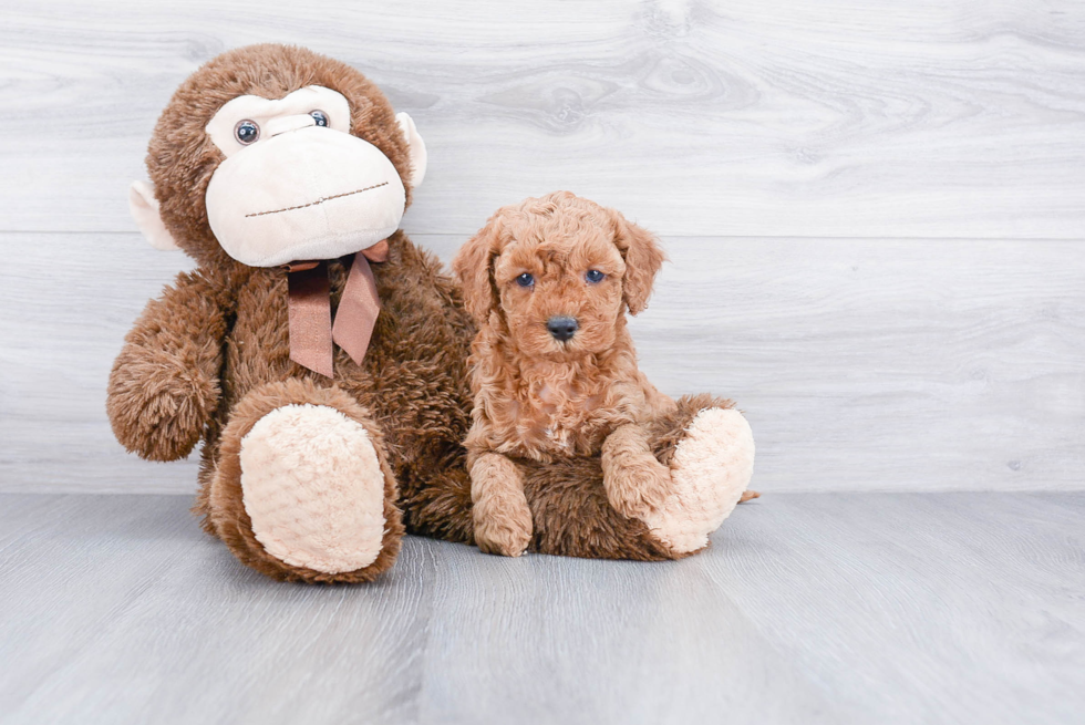 Best Cockapoo Baby