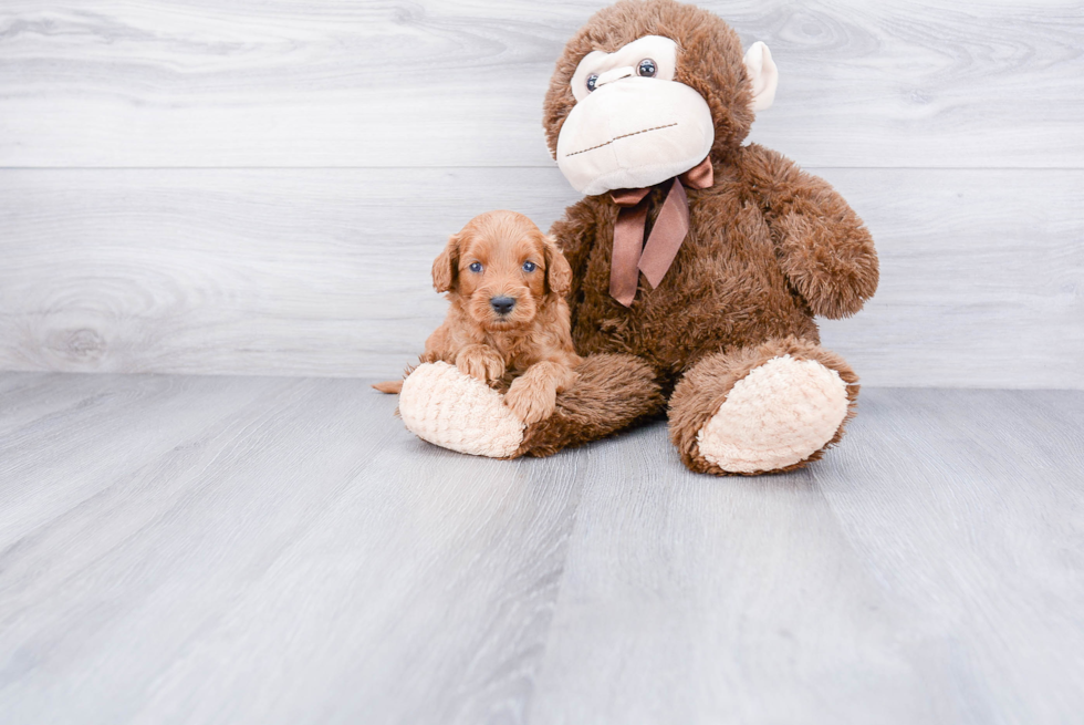 Cockapoo Pup Being Cute