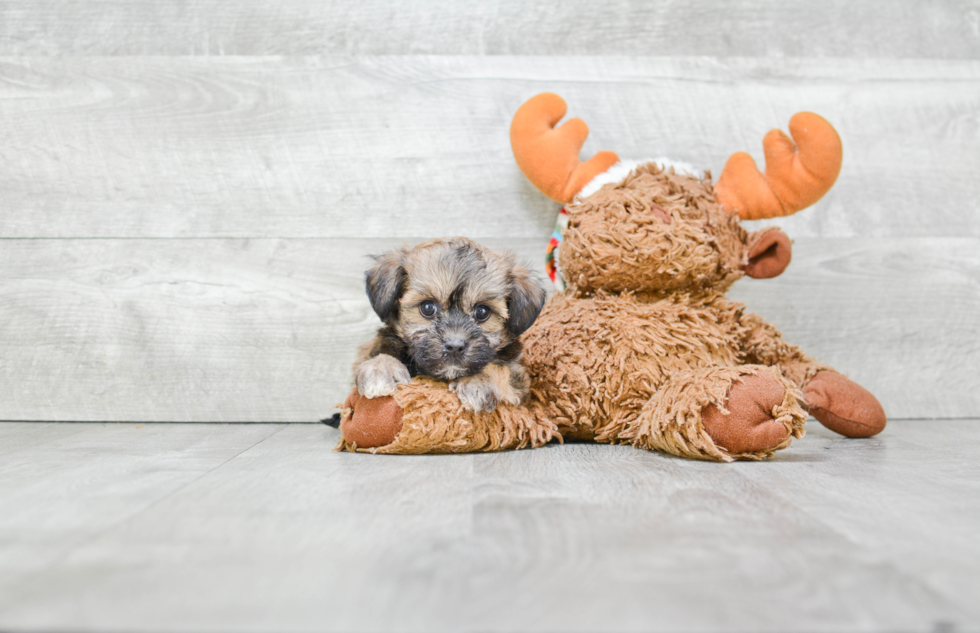 Maltipoo Pup Being Cute