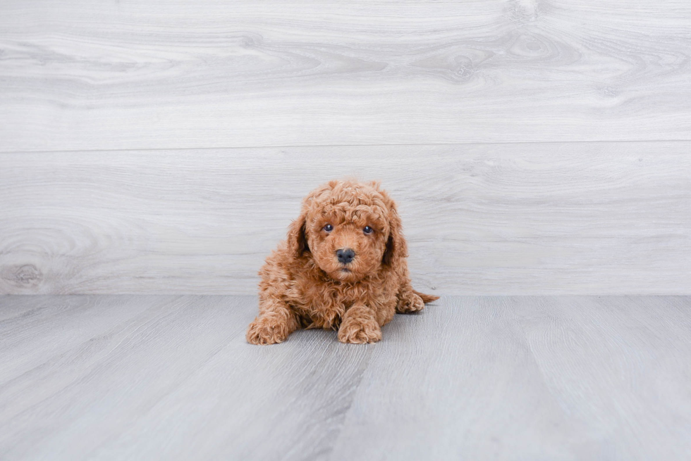 Small Cavapoo Baby