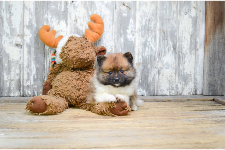 Pomeranian Pup Being Cute