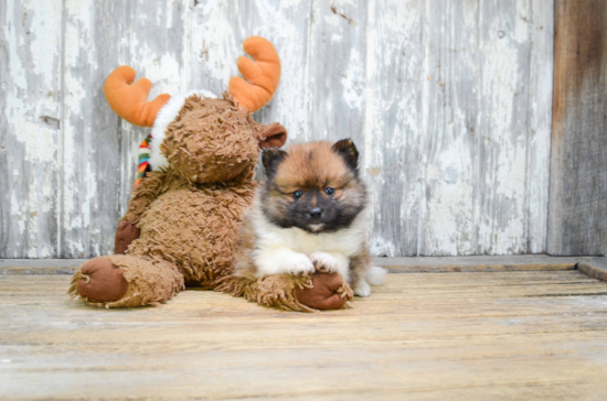 Pomeranian Pup Being Cute