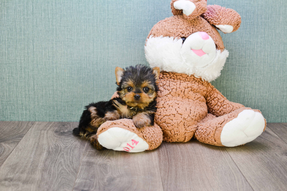 Meet Ronaldo - our Yorkshire Terrier Puppy Photo 