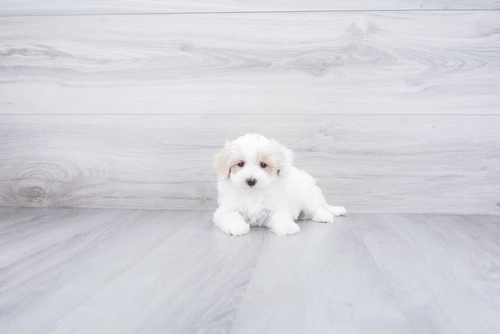 Little Maltepoo Poodle Mix Puppy