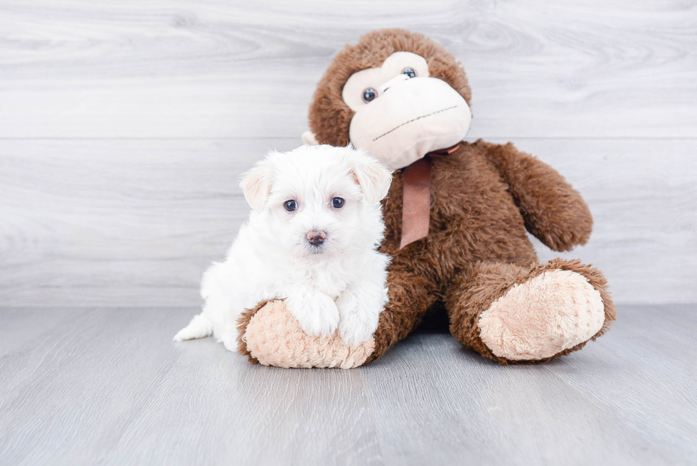 Maltipoo Pup Being Cute