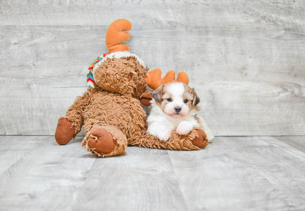 Teddy Bear Pup Being Cute