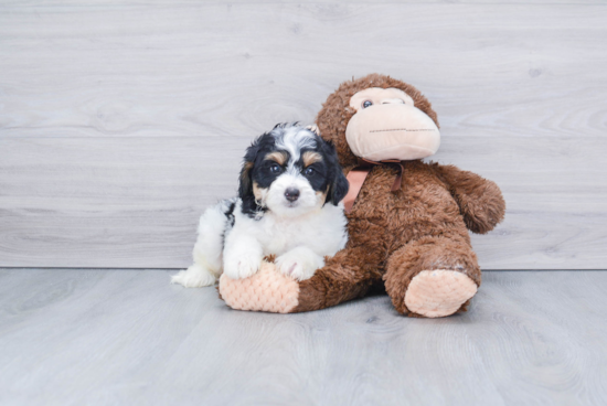 Mini Bernedoodle Pup Being Cute