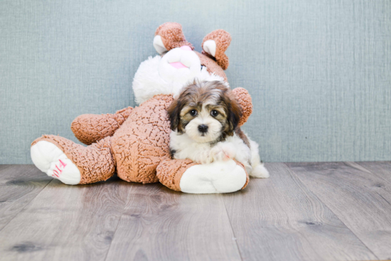 Playful Shichon Designer Puppy