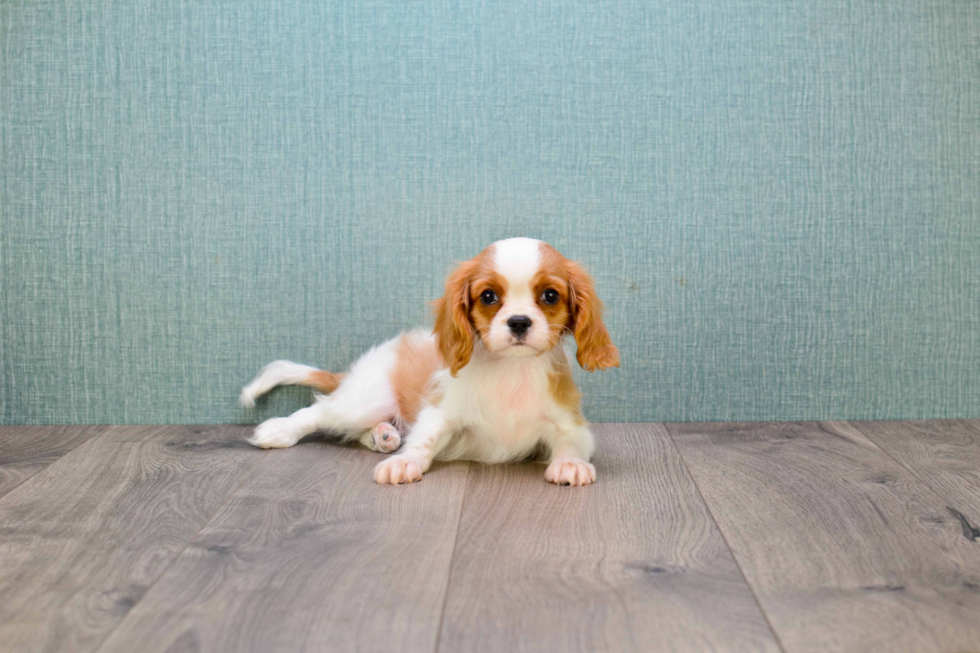 Funny Cavalier King Charles Spaniel Purebred Pup