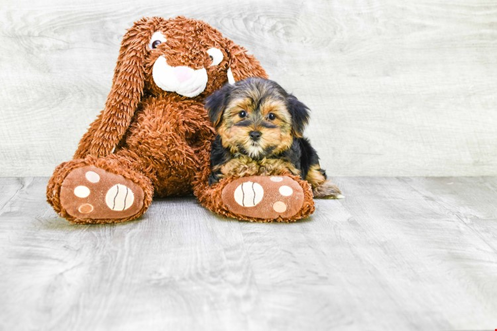 Meet Snickers - our Yorkshire Terrier Puppy Photo 