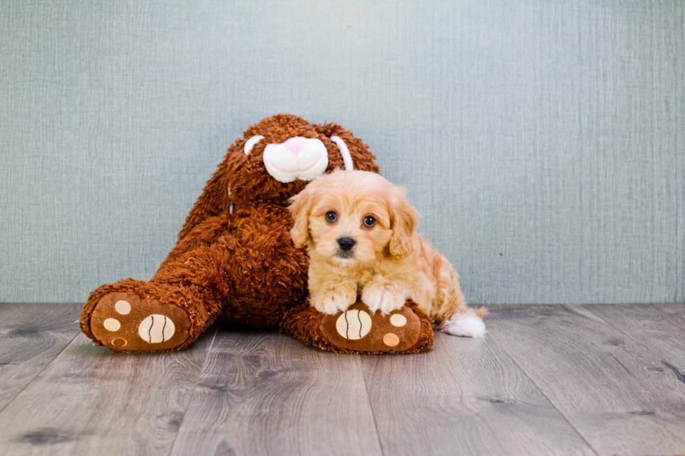 Cavapoo Pup Being Cute