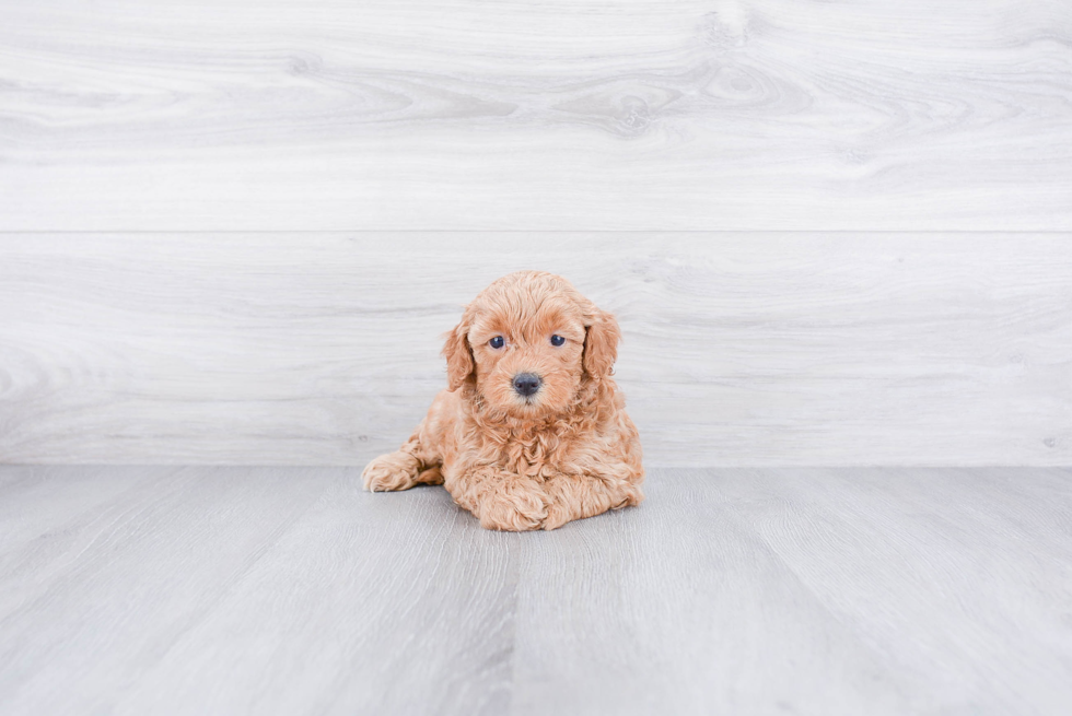 Playful Golden Retriever Poodle Mix Puppy