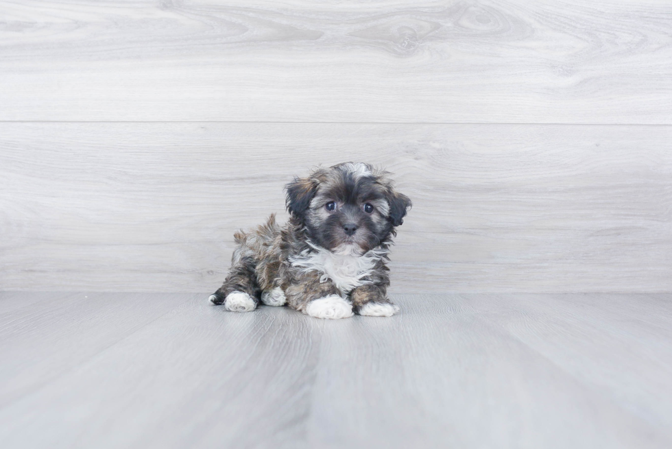 Havanese Pup Being Cute