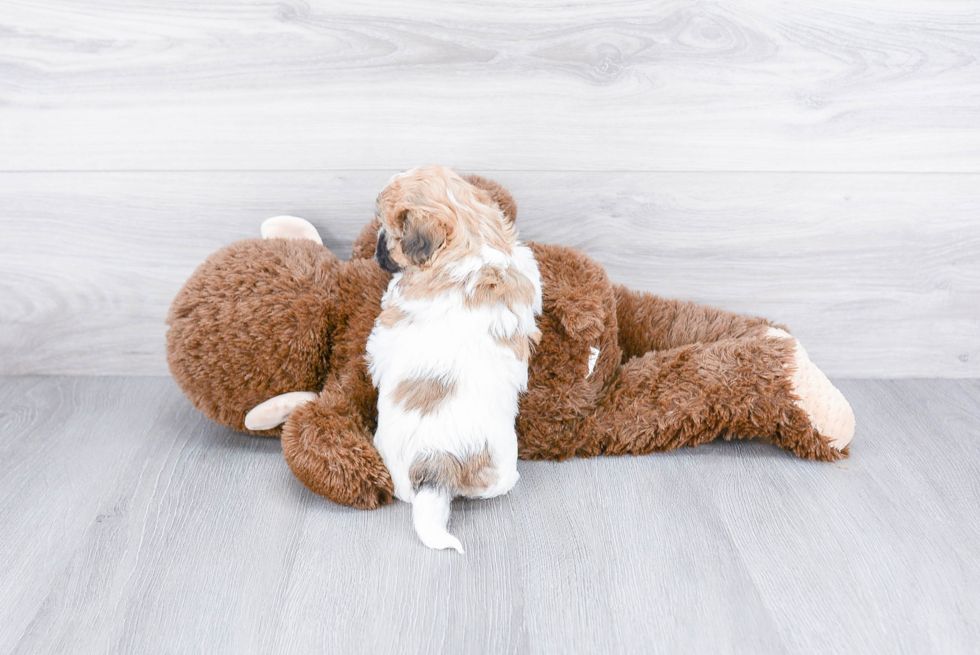 Happy Teddy Bear Baby